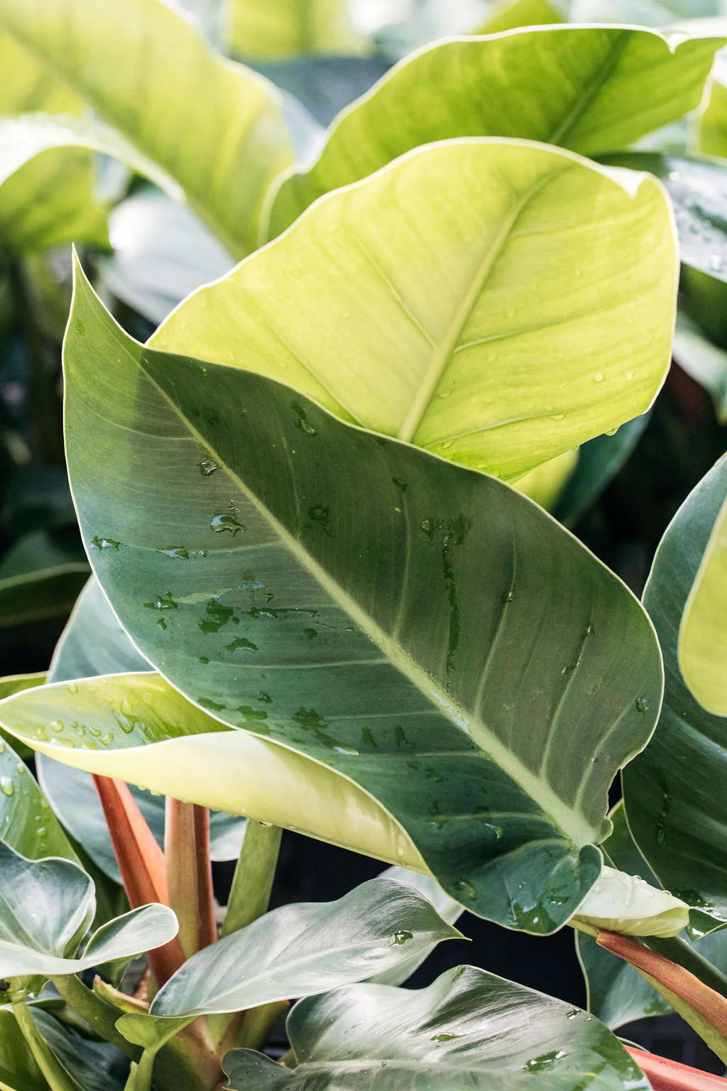 Plants