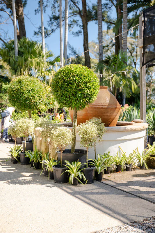Topiary & Formal Gardens
